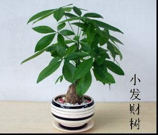 小发财树|1 双华园艺,杭州植物,租，花卉,水培植物,滨江租赁,提供花卉,绿化苗木,花卉租摆,杭州是花草植物租赁有限公司;花木出租;杭州双华花木植物租赁公司滨江分公司；滨江植物租赁；杭州草皮维护；杭州植物租摆；杭州草坪养护;水培植物;私家庭院绿化;办公室绿化;绿色植物租赁;盆景;花卉;绿化服务;滨江租植物;礼品花卉;临时租植物;室内空气净化;空气花草净化;水培植物租赁;室内空气净化;绿色植物;美化办公环境;植物临时租摆;临时租赁;花卉租摆;下沙花卉临时租赁;花卉租赁;花卉临时租摆;植物,植物出租,植物租售,植物租赁,植物租摆,植物养护,园林设计,庆典会场布置,草皮种植,杭州花卉出租,杭州植物租赁,杭州植物出租,萧山植物销售,杭州植物出租,杭州出租植物,滨江租植物,杭州花卉租赁,杭州租花卉,杭州花卉租售,滨江花卉出租,杭州出租花卉,滨江租花卉,杭州盆景租赁,杭州盆景租摆,杭州盆景租售,杭州盆景出租,杭州出租盆景, 观赏植物租赁,观赏植物租摆,观赏植物出租