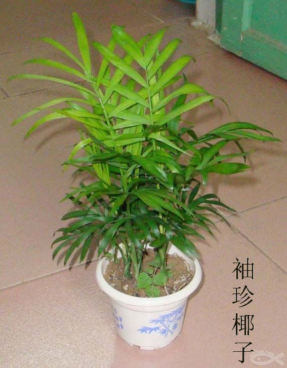 袖珍椰子|
1 双华园艺,杭州植物,租，花卉,水培植物,滨江租赁,提供花卉,绿化苗木,花卉租摆,杭州是花草植物租赁有限公司;花木出租;杭州双华花木植物租赁公司滨江分公司；滨江植物租赁；杭州草皮维护；杭州植物租摆；杭州草坪养护;水培植物;私家庭院绿化;办公室绿化;绿色植物租赁;盆景;花卉;绿化服务;滨江租植物;礼品花卉;临时租植物;室内空气净化;空气花草净化;水培植物租赁;室内空气净化;绿色植物;美化办公环境;植物临时租摆;临时租赁;花卉租摆;下沙花卉临时租赁;花卉租赁;花卉临时租摆;植物,植物出租,植物租售,植物租赁,植物租摆,植物养护,园林设计,庆典会场布置,草皮种植,杭州花卉出租,杭州植物租赁,杭州植物出租,萧山植物销售,杭州植物出租,杭州出租植物,滨江租植物,杭州花卉租赁,杭州租花卉,杭州花卉租售,滨江花卉出租,杭州出租花卉,滨江租花卉,杭州盆景租赁,杭州盆景租摆,杭州盆景租售,杭州盆景出租,杭州出租盆景, 观赏植物租赁,观赏植物租摆,观赏植物出租