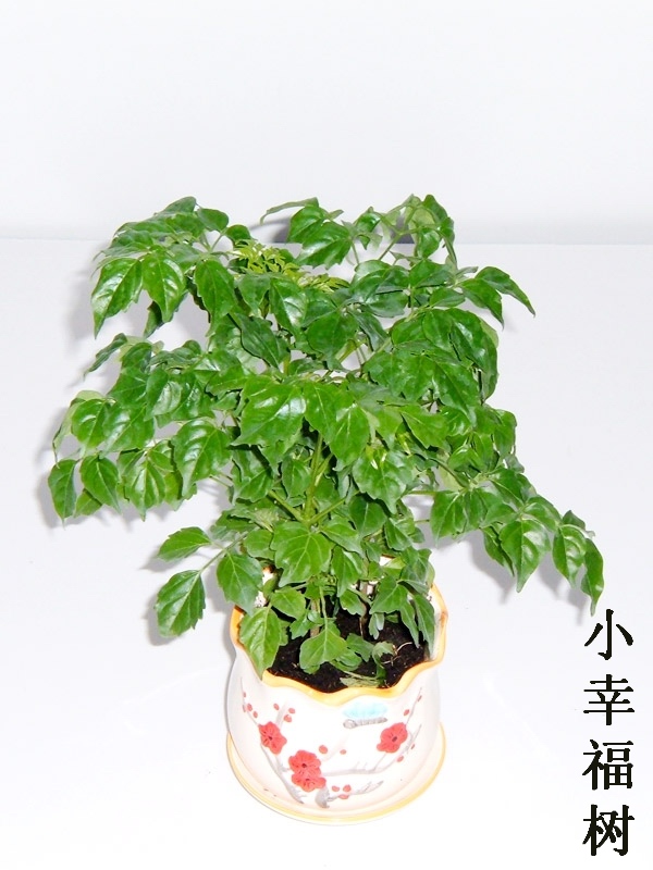 小幸福树| 双华园艺,杭州植物,租，花卉,水培植物,滨江租赁,提供花卉,绿化苗木,花卉租摆,杭州是花草植物租赁有限公司;花木出租;杭州双华花木植物租赁公司滨江分公司；滨江植物租赁；杭州草皮维护；杭州植物租摆；杭州草坪养护;水培植物;私家庭院绿化;办公室绿化;绿色植物租赁;盆景;花卉;绿化服务;滨江租植物;礼品花卉;临时租植物;室内空气净化;空气花草净化;水培植物租赁;室内空气净化;绿色植物;美化办公环境;植物临时租摆;临时租赁;花卉租摆;下沙花卉临时租赁;花卉租赁;花卉临时租摆;植物,植物出租,植物租售,植物租赁,植物租摆,植物养护,园林设计,庆典会场布置,草皮种植,杭州花卉出租,杭州植物租赁,杭州植物出租,萧山植物销售,杭州植物出租,杭州出租植物,滨江租植物,杭州花卉租赁,杭州租花卉,杭州花卉租售,滨江花卉出租,杭州出租花卉,滨江租花卉,杭州盆景租赁,杭州盆景租摆,杭州盆景租售,杭州盆景出租,杭州出租盆景, 观赏植物租赁,观赏植物租摆,观赏植物出租