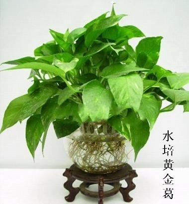 水培黄金葛|双华园艺,杭州植物,租，花卉,水培植物,滨江租赁,提供花卉,绿化苗木,花卉租摆,杭州是花草植物租赁有限公司;花木出租;杭州双华花木植物租赁公司滨江分公司；滨江植物租赁；杭州草皮维护；杭州植物租摆；杭州草坪养护;水培植物;私家庭院绿化;办公室绿化;绿色植物租赁;盆景;花卉;绿化服务;滨江租植物;礼品花卉;临时租植物;室内空气净化;空气花草净化;水培植物租赁;室内空气净化;绿色植物;美化办公环境;植物临时租摆;临时租赁;花卉租摆;下沙花卉临时租赁;花卉租赁;花卉临时租摆;植物,植物出租,植物租售,植物租赁,植物租摆,植物养护,园林设计,庆典会场布置,草皮种植,杭州花卉出租,杭州植物租赁,杭州植物出租,萧山植物销售,杭州植物出租,杭州出租植物,滨江租植物,杭州花卉租赁,杭州租花卉,杭州花卉租售,滨江花卉出租,杭州出租花卉,滨江租花卉,杭州盆景租赁,杭州盆景租摆,杭州盆景租售,杭州盆景出租,杭州出租盆景, 观赏植物租赁,观赏植物租摆,观赏植物出租      
